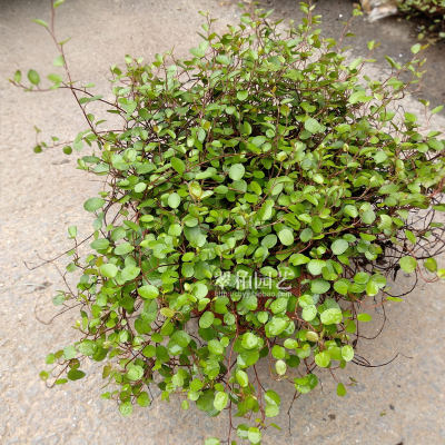 绿植室内阳台垂吊植物千叶吊兰