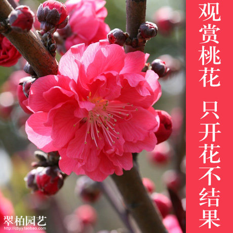 观赏桃花/红叶碧桃/紫叶碧桃/庭院阳台/花园绿化盆栽/重庆