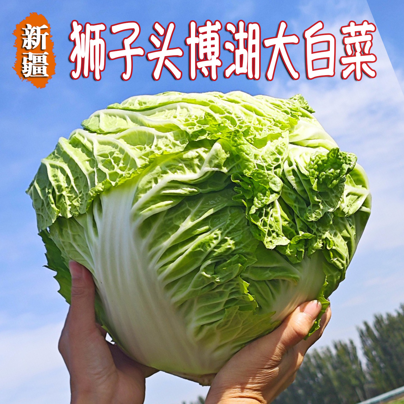 新疆博湖县狮子头大白菜新鲜蔬菜水润饱满