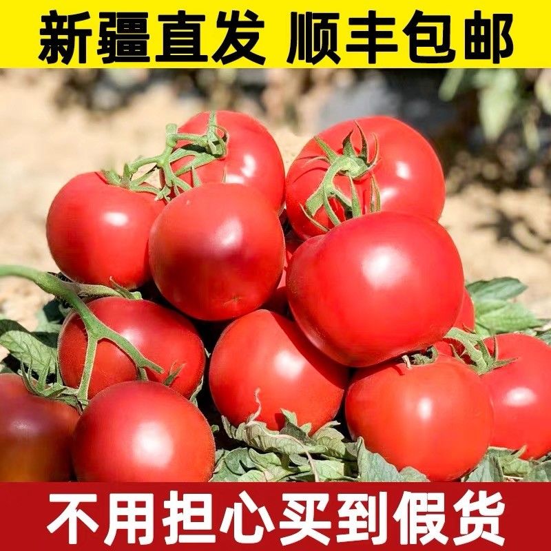 新疆沙瓤西红柿普罗旺斯番茄生吃水果当季柿子新鲜自然熟现摘顺丰-封面