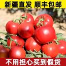 柿子新鲜自然熟现摘顺丰 新疆沙瓤西红柿普罗旺斯番茄生吃水果当季