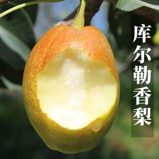 正宗香梨新疆库尔勒梨特级新鲜全母梨子当季水果整箱8斤礼盒装