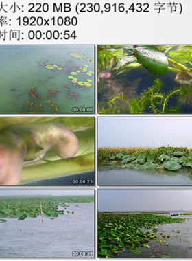 江苏太湖水面上的飘萍 水下的菱角 渔船采红菱 高清实拍视频素材