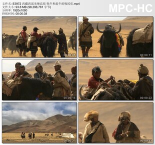 西藏西部羌塘高原牦牛和赶牛的牧民们 高清实拍视频素材