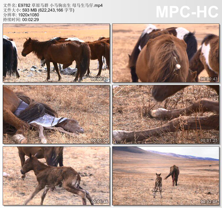 草原马群小马驹出生母马生马仔 高清实拍视频素材