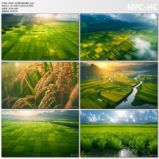 乡村振兴绿水青山生态农业美丽乡村风光田野大美中国稻田视频素材