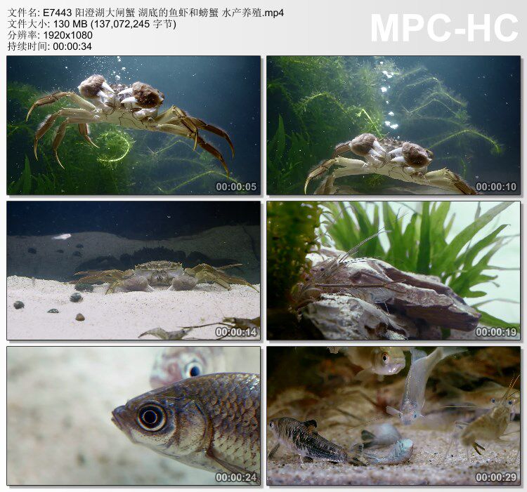 阳澄湖大闸蟹实拍 湖底的鱼虾和螃蟹 水产养殖 高清实拍视频素材