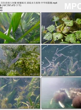 江苏阳澄湖大闸蟹 螃蟹蜕壳 湖底水生植物中华绒螯蟹实拍视频素材