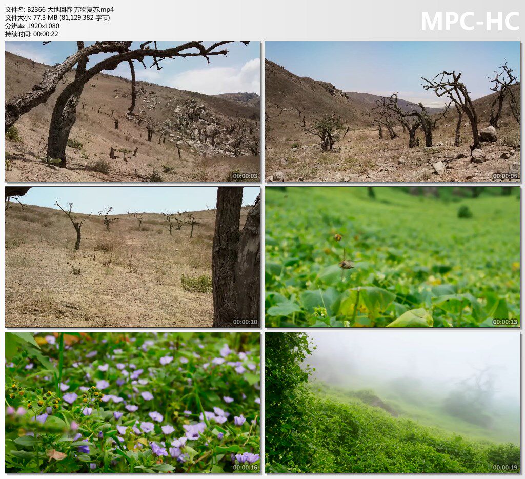 大地回春万物复苏树木变绿变化演变绿色生机希望春天来了视频素材