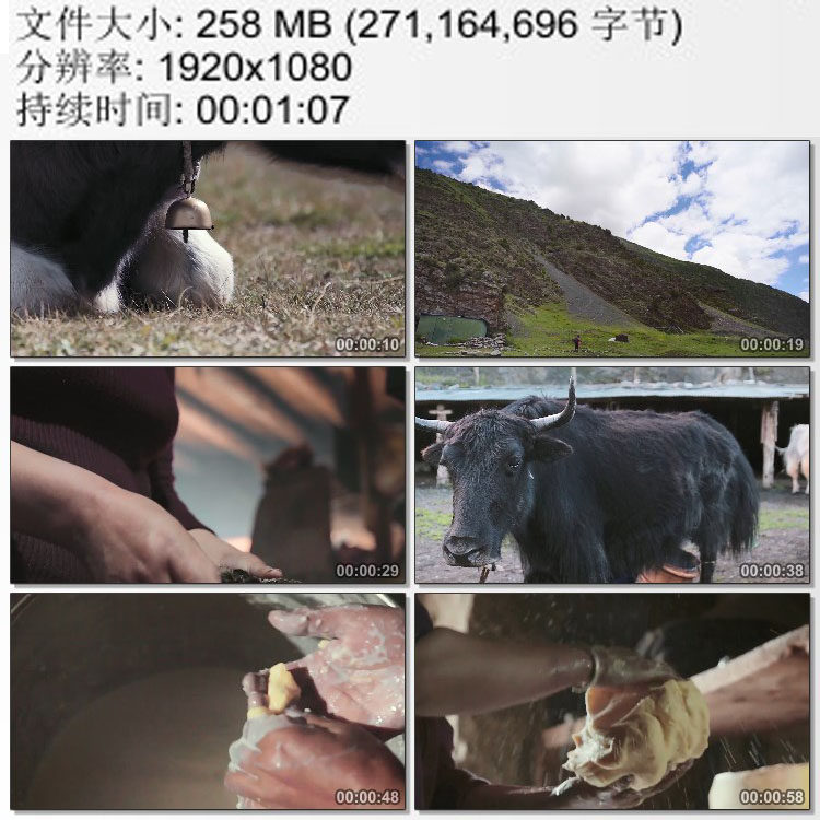 西藏高原牧民牦牛与藏民生活 牛奶酥油 高清实拍视频素材