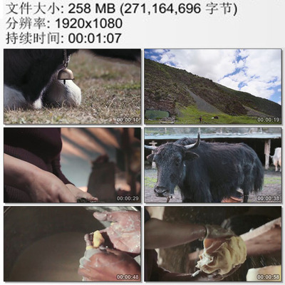 西藏高原牧民牦牛与藏民生活 牛奶酥油 高清实拍视频素材