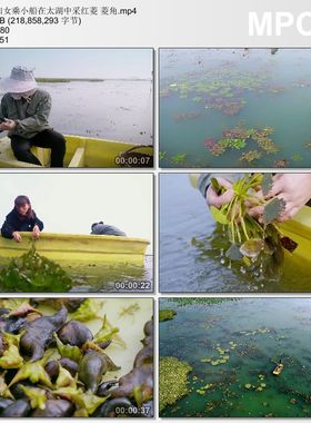 妇女乘小船在太湖中采红菱菱角 高清视频素材