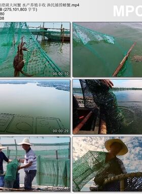 阳澄湖大闸蟹 水产养殖丰收 渔民捕捞螃蟹 高清实拍视频素材