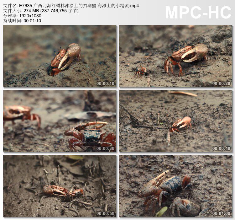 广西北海红树林滩涂上的招潮蟹 海滩上小精灵 高清实拍视频素材