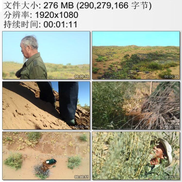 沙漠中植树绿化防风沙的老汉西北干旱地区植树造林 实拍视频素材