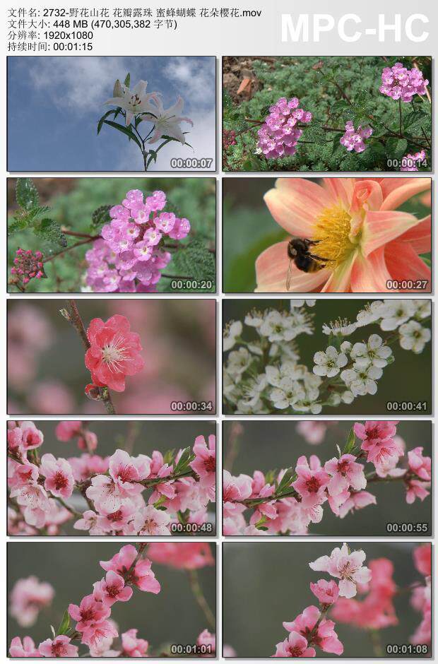 野花山花花瓣露珠蜜蜂蝴蝶花朵樱花 实拍视频素材