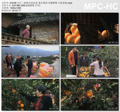 长江三峡附近农家 果农果园 采摘脐橙 丰收喜悦 实拍视频素材