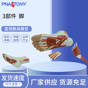 人体3部件脚解剖模型足部骨骼跗骨跖骨趾骨肌肉肌腱足弓关节足踝