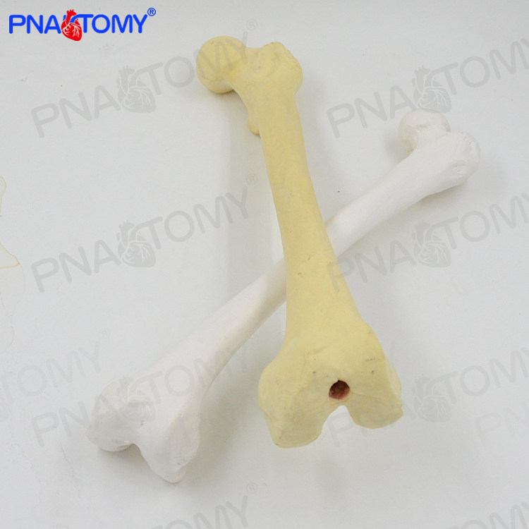 1：1人体仿真骨骼股骨头大腿骨四肢骨长骨医用教学骨科疼痛科模型