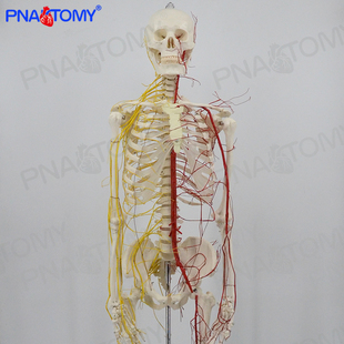 1：1医学仿真170cm人体全身骨骼骷髅骨架带神经血管模型可拆卸