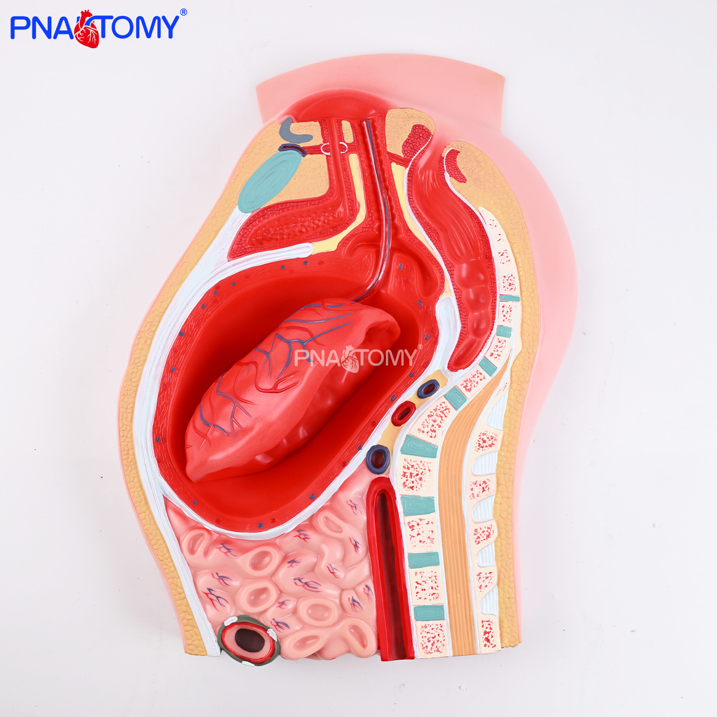 医用胎盘剥离模型子宫壁胎盘附着产科医生实操培训教具助产分娩教,文具电教/文化用品/商务用品,教学标本/模型,淘宝优惠券,粉丝福利购,淘宝优惠卷