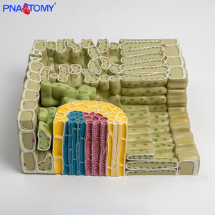 生物教学叶构造解剖模型叶片表皮叶肉栅栏组织叶脉维管束植物学科