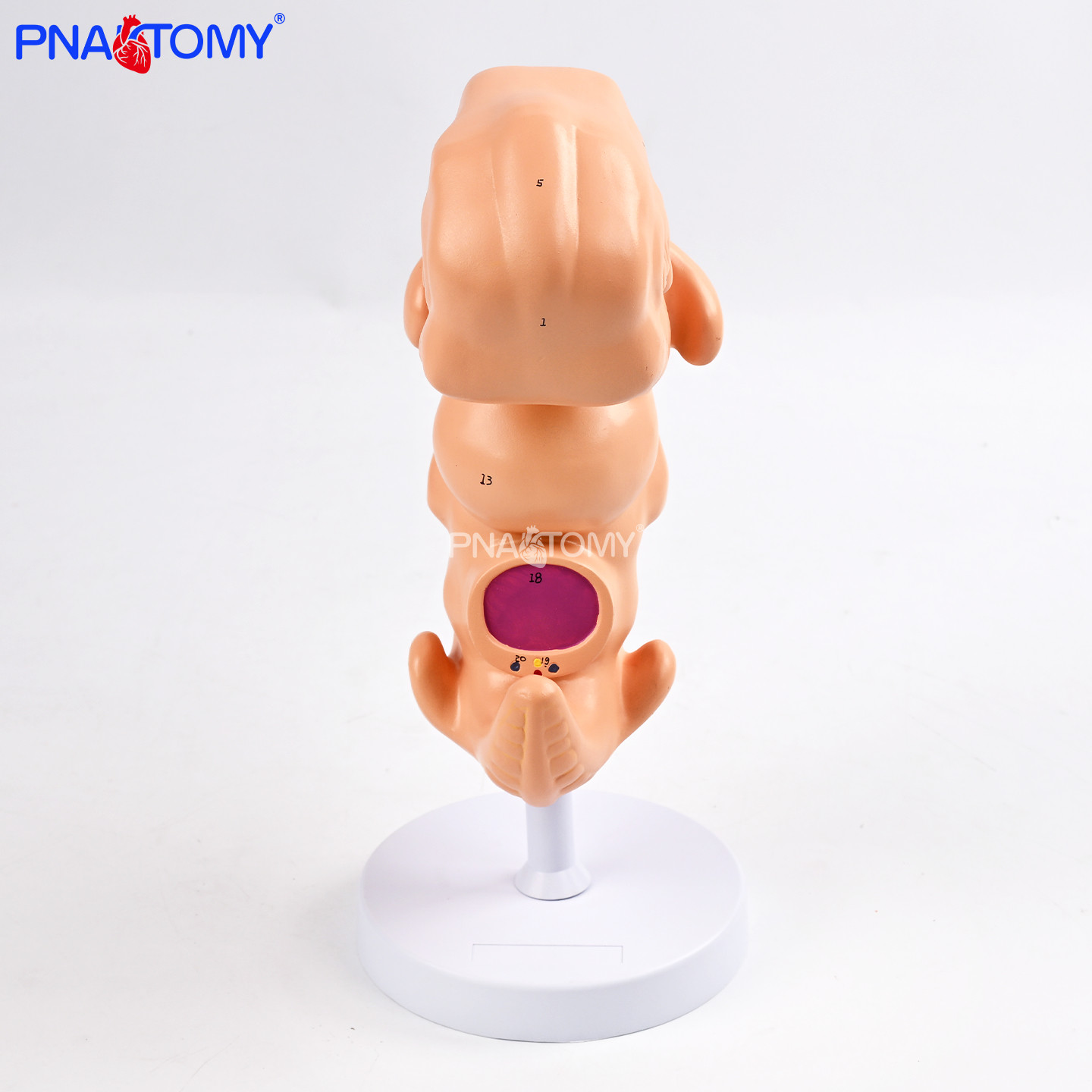 4周胚胎模型人体早期胚胎发育教学胚层器官生物生殖医学科普临床,文具电教/文化用品/商务用品,教学标本/模型,淘宝优惠券,粉丝福利购,淘宝优惠卷