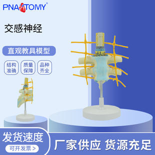医学教学交感神经解剖模型椎旁神经节胸腹腔脏器自主神经应激反应