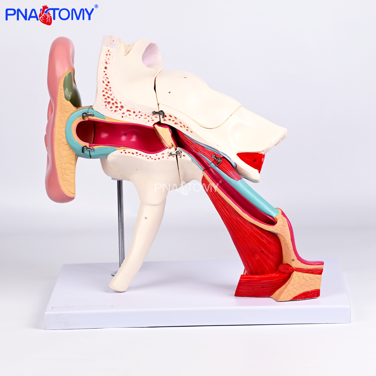 耳结构放大解剖模型耳道鼓膜耳蜗显医学教学展示听觉系统标注道具