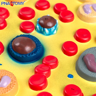 医学教学人体血细胞放大解剖模型红细胞白细胞血小板血液临床检验