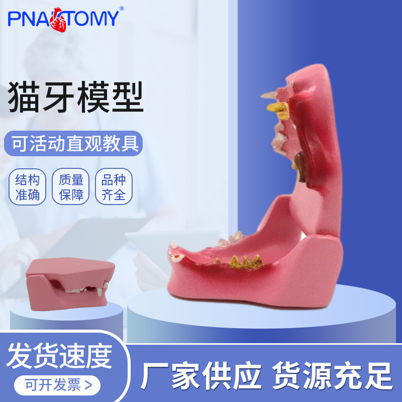 猫牙解剖猫科动物口腔牙齿正常病理宠物医院猫咪宠物诊所用模型