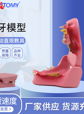 猫牙解剖猫科动物口腔牙齿正常病理宠物医院猫咪宠物诊所用模型