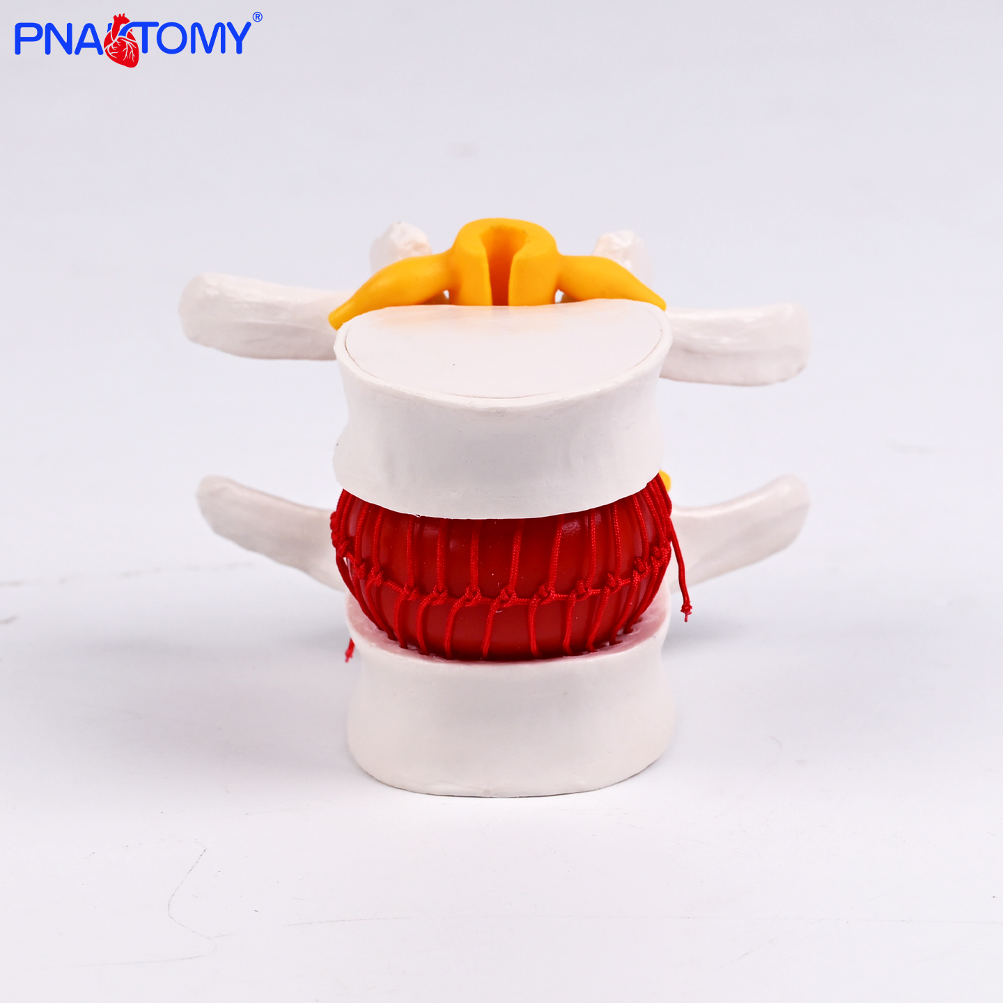 医用大腰椎带血球模型腰椎血管血球显解剖细节标注教学展示用道具