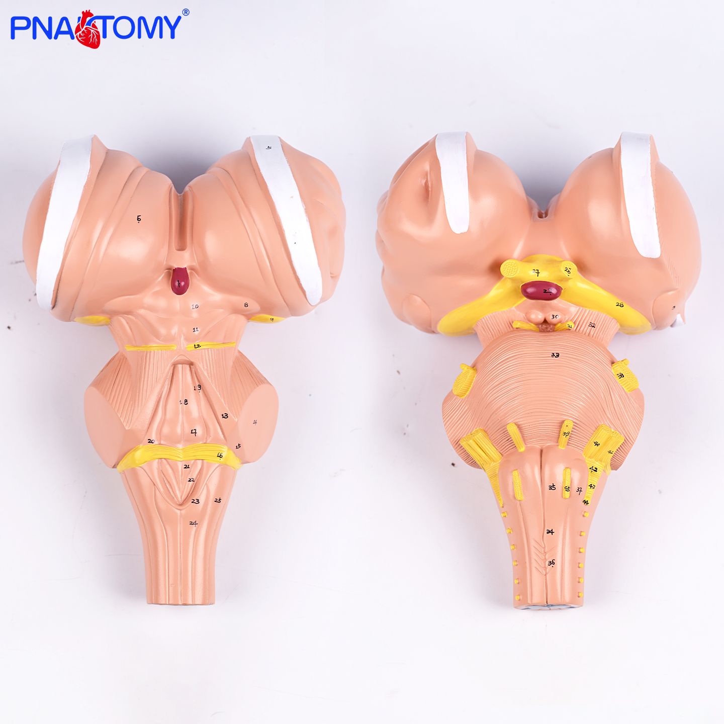 医用三倍大脑干模型放大版脑干结构神经通路显解剖教学展示道具学