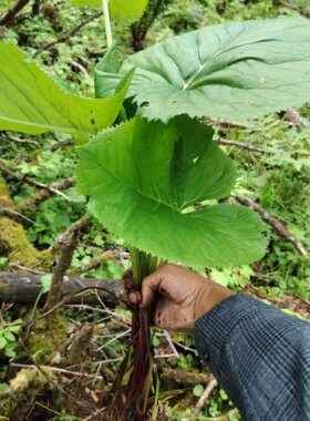 很苦才纯延边野生马蹄叶