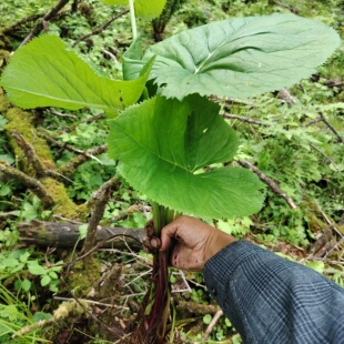东北延边野生马蹄叶根4-6年根