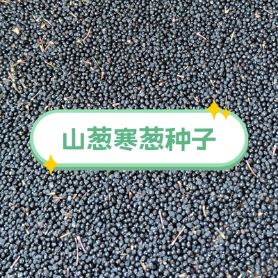 山葱种子朝鲜葱种子冬季葱种子