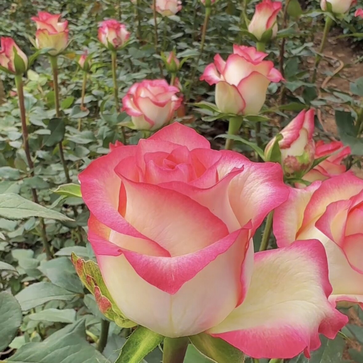 【买二送一】8年玫瑰花苗大花浓香阳台盆栽绿植耐寒南北方种植