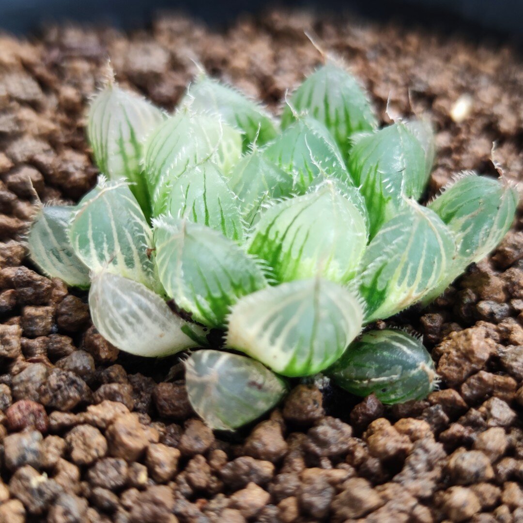 瓦苇十二卷冰魄玉露锦5厘米实物拍照可以拍照选带盆土发货包邮