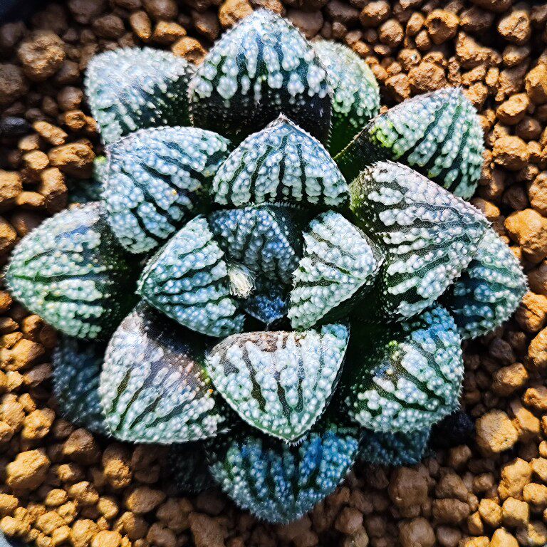 瓦苇十二卷蓝钻寿8厘米实物拍照可选带盆土发货包邮韵达