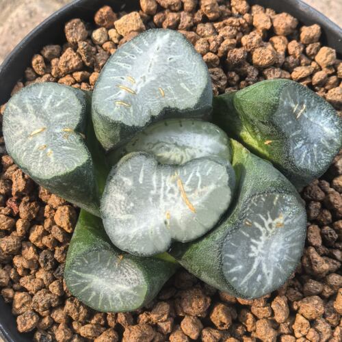 多肉植物十二卷MS无双万象7厘米，带原盆土发货，包邮