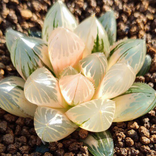 大型霓虹灯玉露锦黑肌玉露锦糊斑霓虹灯5.5厘米带盆土发货包邮