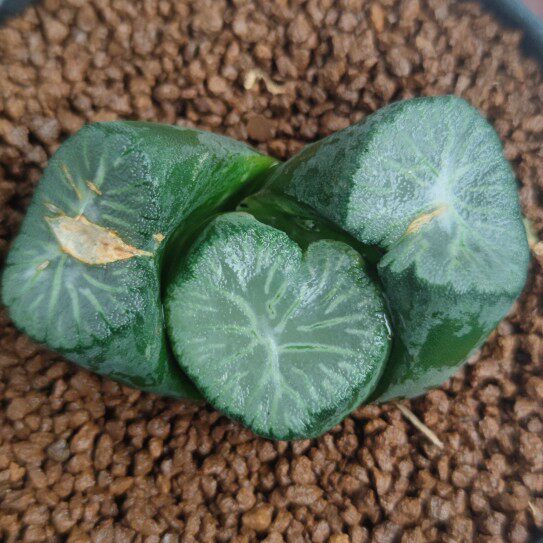 十二卷南阿星万象6-7厘米,实物拍照,带盆土发货,包邮.