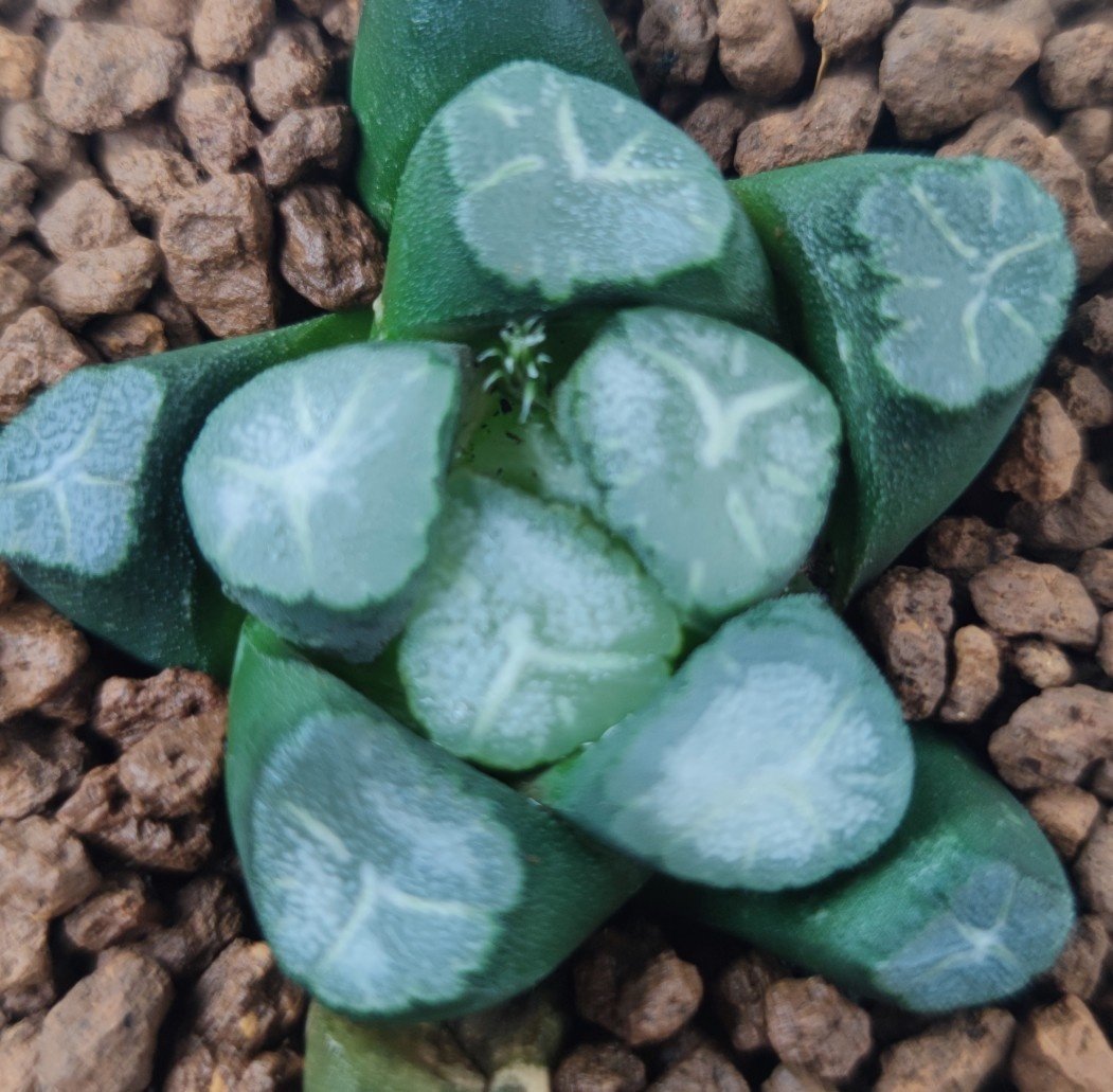 十二卷山之翠万象5厘米左右,实物拍照,带盆土发货,包邮.