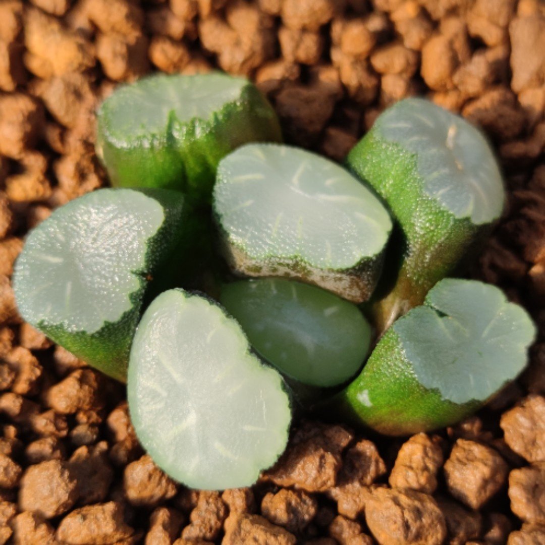 十二卷万象盐湖5厘米,实物拍摄,可带盆土发货包邮