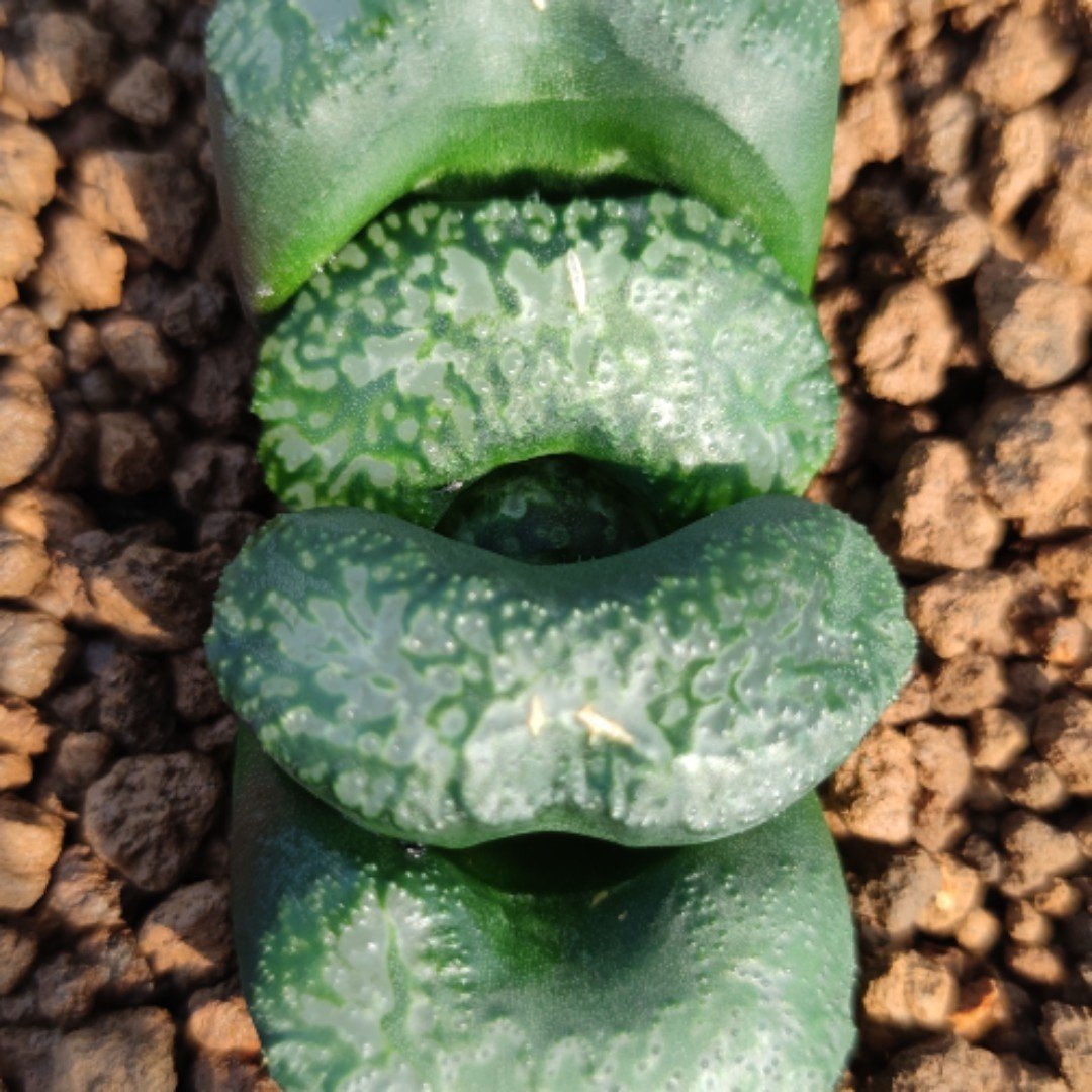 瓦苇十二卷玉扇大黑8-9厘米,实物拍照可选,带盆土发货,包邮.