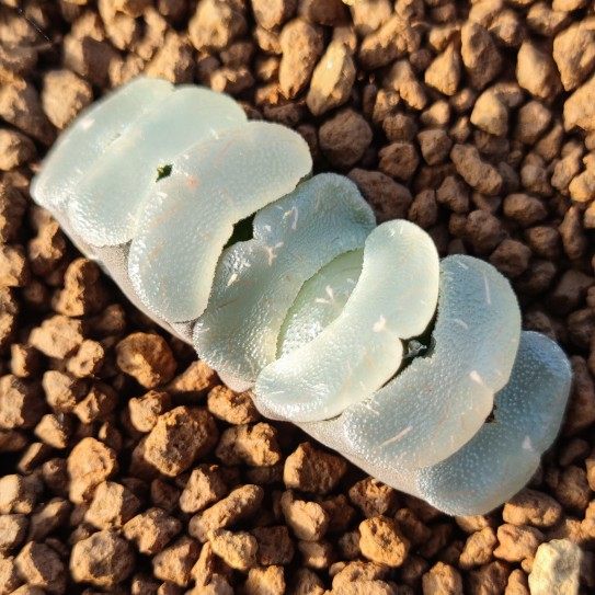 十二卷白瓷玉扇5.5-6.5厘米实物拍照可选带盆土发货包邮韵达