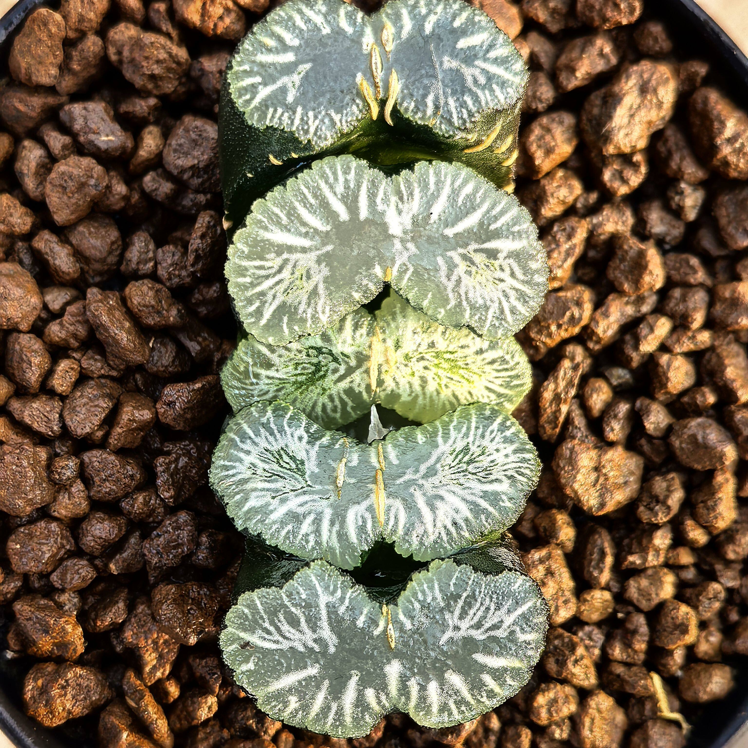 多肉植物十二卷贵夫人玉扇6-7多肉植物