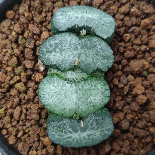 十二卷狮子舞玉扇7厘米左右,实物拍照,带盆土发货,包邮.