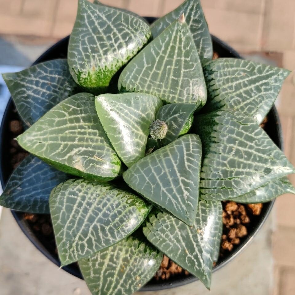 多肉植物十二卷抵园康平寿13-14厘米，带原盆土发货，包邮